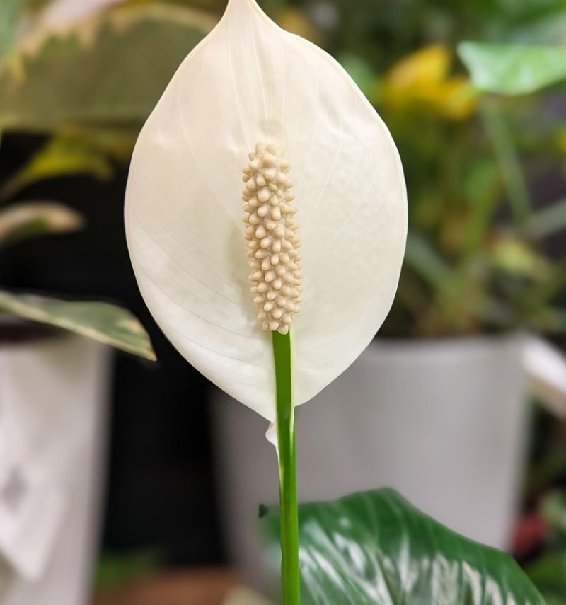 peace lily